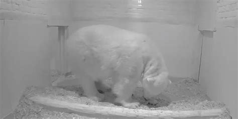 Watch Polar Bear Gives Birth Live In Zoo Video