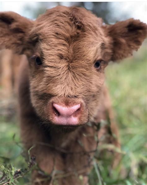 Pin By Cheyann Ingram On Moo Cows Cute Baby Cow Baby Farm Animals