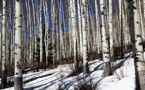 Grove Of Aspen Trees In Winter Photograph By Bruce Beck Fine Art America