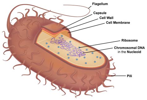 Diagram Of Prokaryotic Cell