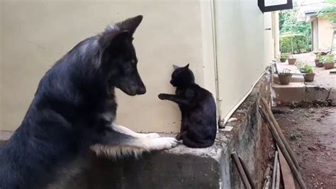 Cat Vs Dog Fight Funny Video 720p Hd Youtube