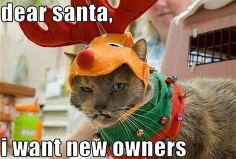 17 Of The Best Animal Christmas Memes To Get You Into The Christmas