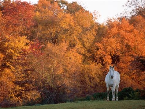 🔥 41 Autumn Horse Pictures Wallpaper Wallpapersafari