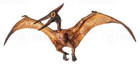Pteranodon Pterodaktylus Dinosaurier Auf Weißem Hintergrund 8843960 Png