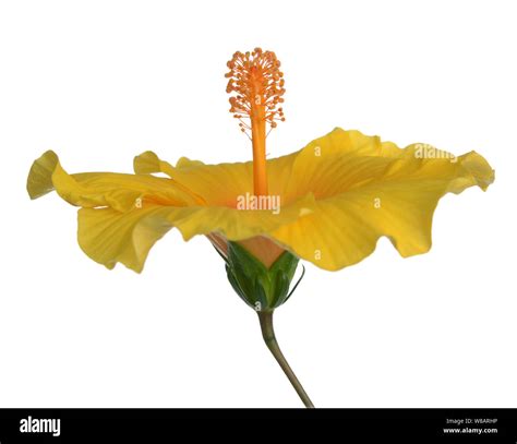 Two Third View Of Yellow Hibiscus Flower On White Stock Photo Alamy