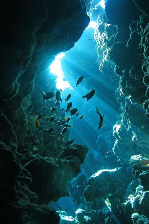 Ocean Life Underwater Caves Underwater Photography