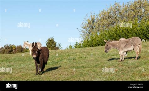 Donkeys In Field Stock Photo Alamy