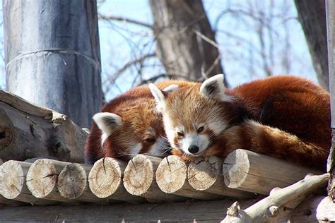 Kids Activities For Red Panda Red Panda Species Wwf Red Panda Lives