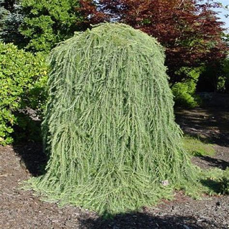 15 Dwarf Weeping Larch Tree Seeds 1233 Etsy