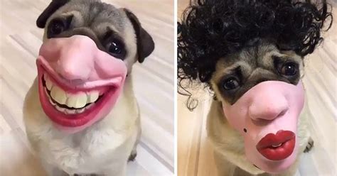 Human Face Dog Masks Are A Thing And They Are Seriously Freaky