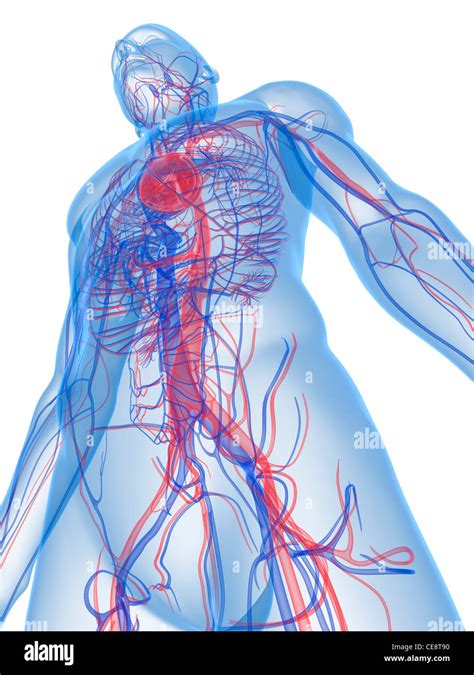 Sistema Cardiovascular Humano Dibujo Fotografías E Imágenes De Alta