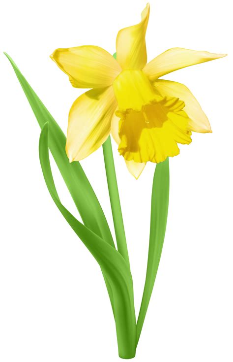 Daffodil Transparent Png Clip Art Image Gallery Yopriceville High