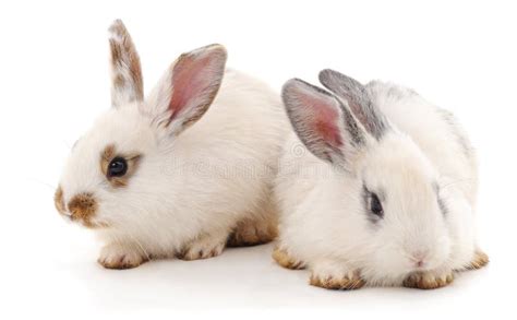 Two Beautiful Rabbits Stock Image Image Of Isolated 158096777
