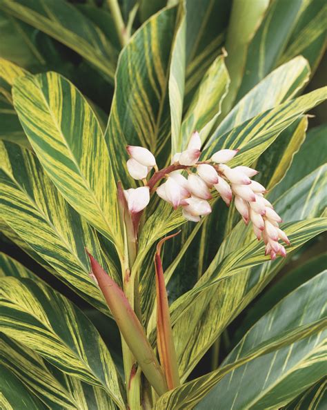 Alpinia Zerumbet Variegata Shell Ginger A Beautiful Foliage Plant With