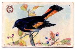 Free Antique Clip Art Lovely Birds The Graphics Fairy