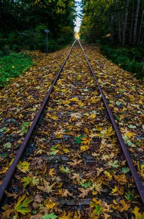 Train Tracks In Autumn Stock Photo Image Of Fall Leaves 163813528