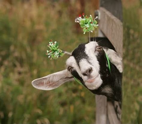 Funny Goat Pictures 50 Awesome Images