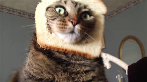 Breading A Cat In Hd Adorable Chubby Kitty Youtube