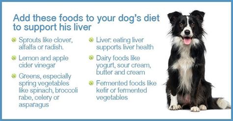 Your Dogs Liver Is Under Constant Stress Well Show You How To Know