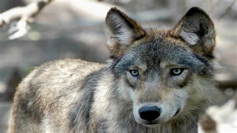 Facts About Gray Wolves Researchers Urge Government To Give Population