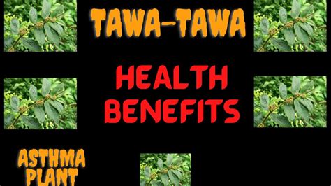 Tawa Tawa Health Benefits Called As Asthma Plant Youtube