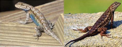 4 Types Of Spiny Lizards Found In California Id Guide Bird Watching Hq