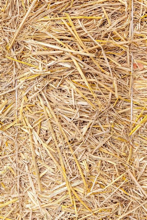 Close Up Straw Texture Dried Natural Golden Hay Background Stock