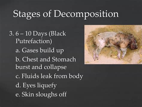 Stages Of Human Decay