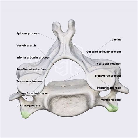 Sixth Cervical Vertebra C6 Spine Spine And Back Anatomyapp