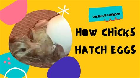 Baby Chick Hatching How Egg Hatch Egg Hatching Newly Hatched