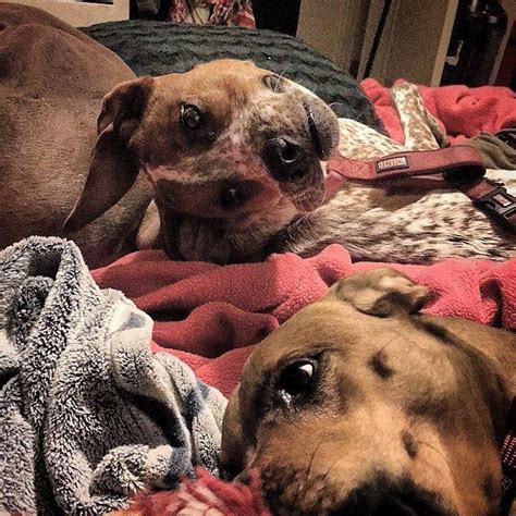 Optical Illusion Dog On Reddit Can You See Whats Happening