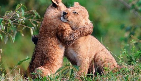 Animals Sharing Some Love With A Good Old Fashioned Hug