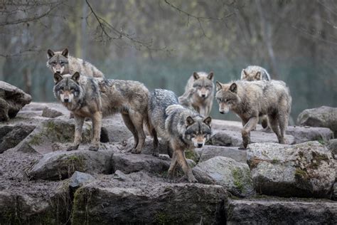 Colorado Wildlife Officials Are Reluctant To Ok Gray Wolf