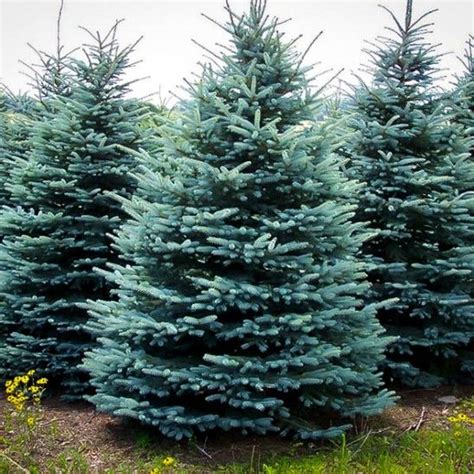 Blue Wonder Spruce Colorado Blue Spruce Plantingtree