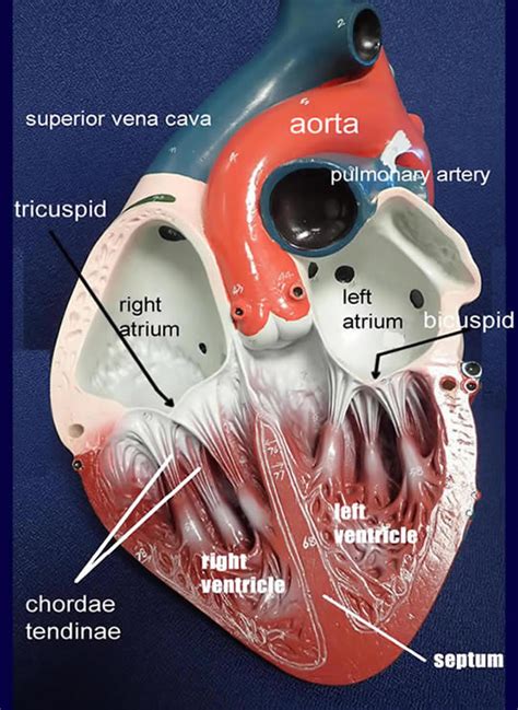 Labeled Diagram Of Heart