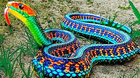 15 Most Beautiful Snakes In The World Youtube
