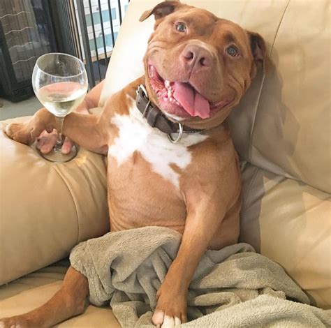Sweet Pit Bull Mix Cant Stop Smiling After Being Rescued From The Shelter
