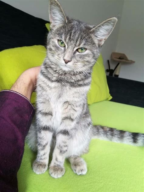 Tabby Tiger Stripe Gorgeous Kitten Nearest Offer Accepted In Wishaw