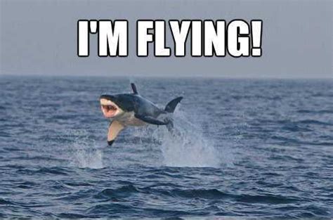Lovethispic offers have a baby pictures, photos & images, to be used on facebook, tumblr, pinterest, twitter and other websites. The 21 Funniest Shark Memes Ever (GALLERY)