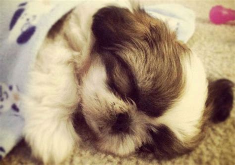 Its small size makes this breed ideal for apartments and smaller living spaces. 5 Tips On Taking Care Of Shih Tzu Puppies - Shih Tzu Daily