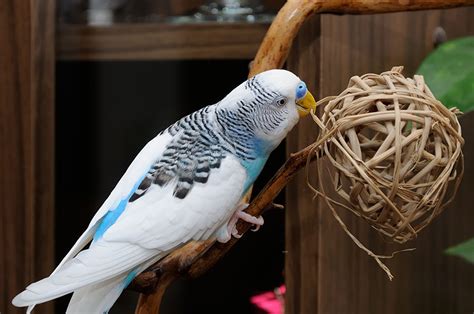Budgie Toys Diy Toys For Budgies Budgies Guide Omlet Uk
