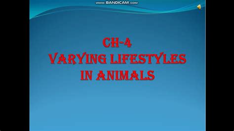 Varying Lifestyles In Animals Youtube