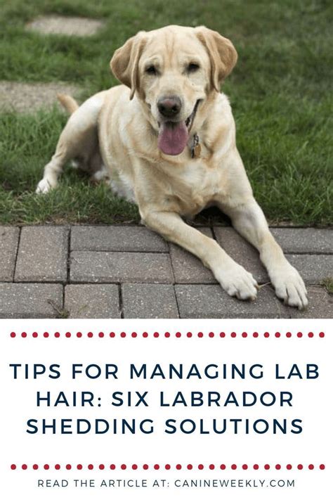 .of shedding your puppy does is an indication of how much shedding he will do as an adult. Do Labs Shed A Lot? Labrador Retriever Shedding Guide ...