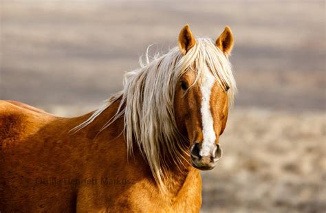 Wild Palomino Horse Horses Mustang Horse Palomino Horse
