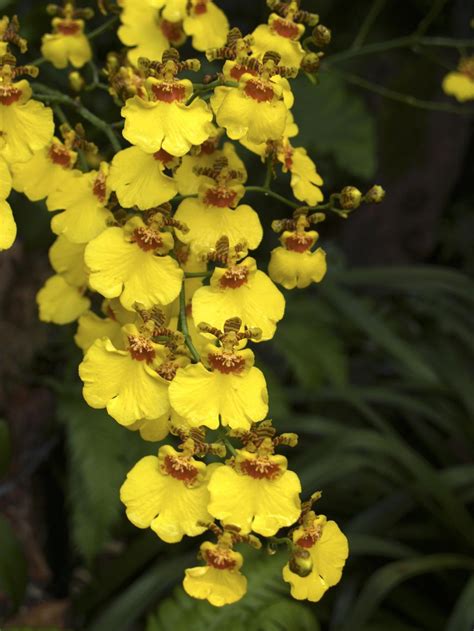The small upper part and large lip of the flower resembles a dancing lady. Orchid obsessions | NT News