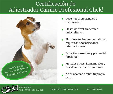 Requisitos Para Ser Adiestrador Canino Profesional