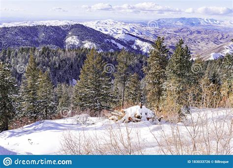 Snow Covered Pine Trees On The Background Of Mountain Peaks Panoramic