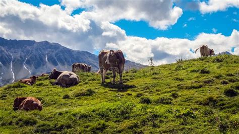 Cows Grazing In Green Mountain Fields Near Mustair Graubunden