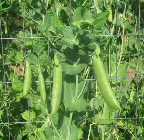 Pea Super Sugar Snap St Clare Heirloom Seeds Heirloom And Open