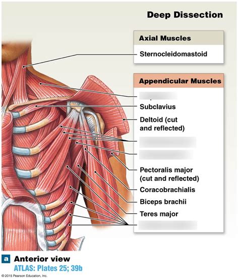 Chest Muscles Diagram Quizlet